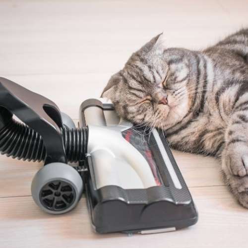 en iyi dikey süpürge