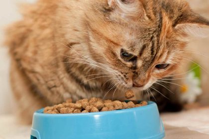 En İyi Kedi Maması 5 kuru kedi mamasi